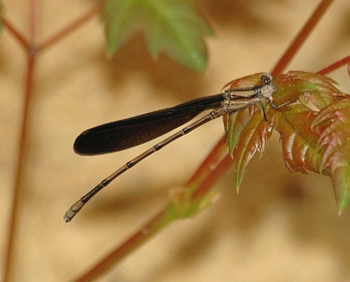 Male, immature (A. f. fumipennis)
2006_04_01_Early